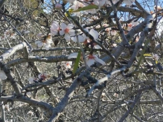 Almond blossoms and snow in Gazipasa