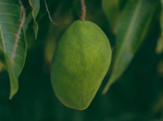 BESTE MANGOS IN DER TÜRKEI